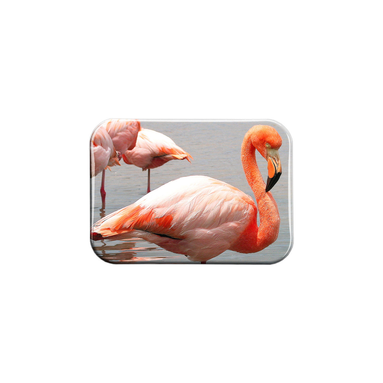 Pink Flamingos – 2.5" x 3.5" Rectangle Fridge Magnet
