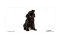 "Black Pug Puppy" - Decorative License Plate