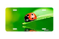 "Ladybug" - Decorative License Plate