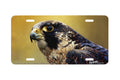 "Peregrine Falcon Head" - Decorative License Plate