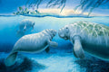 Year of the Manatee – Matted Art Print