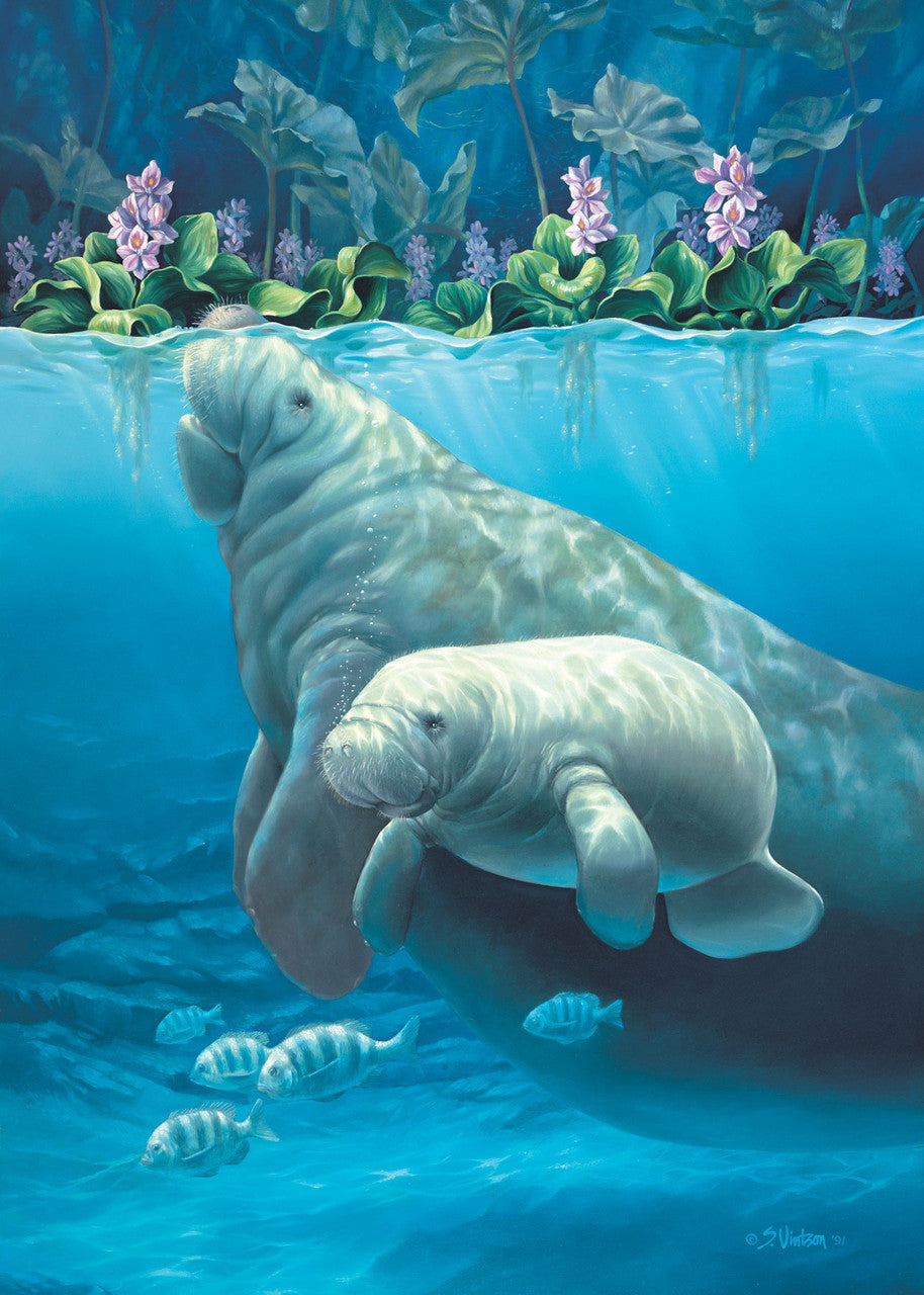 Manatee Haven – Matted Art Print