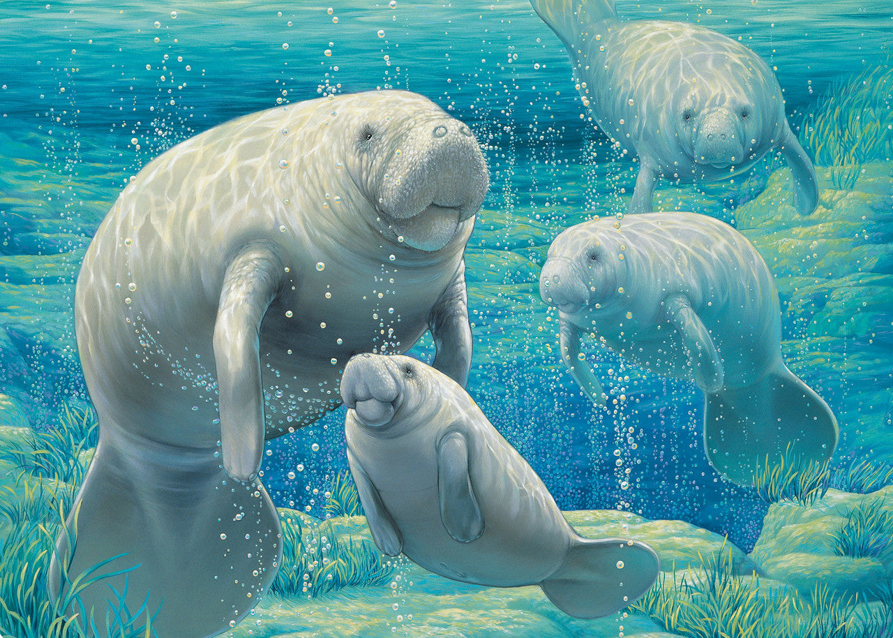 Manatee Sanctuary – Matted Art Print