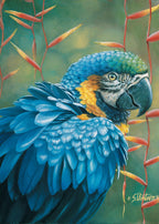 Blue Macaw – Matted Art Print