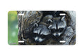 "Bandit Buddies" - Decorative License Plate