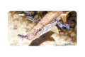 "Snook Rising" - Decorative License Plate