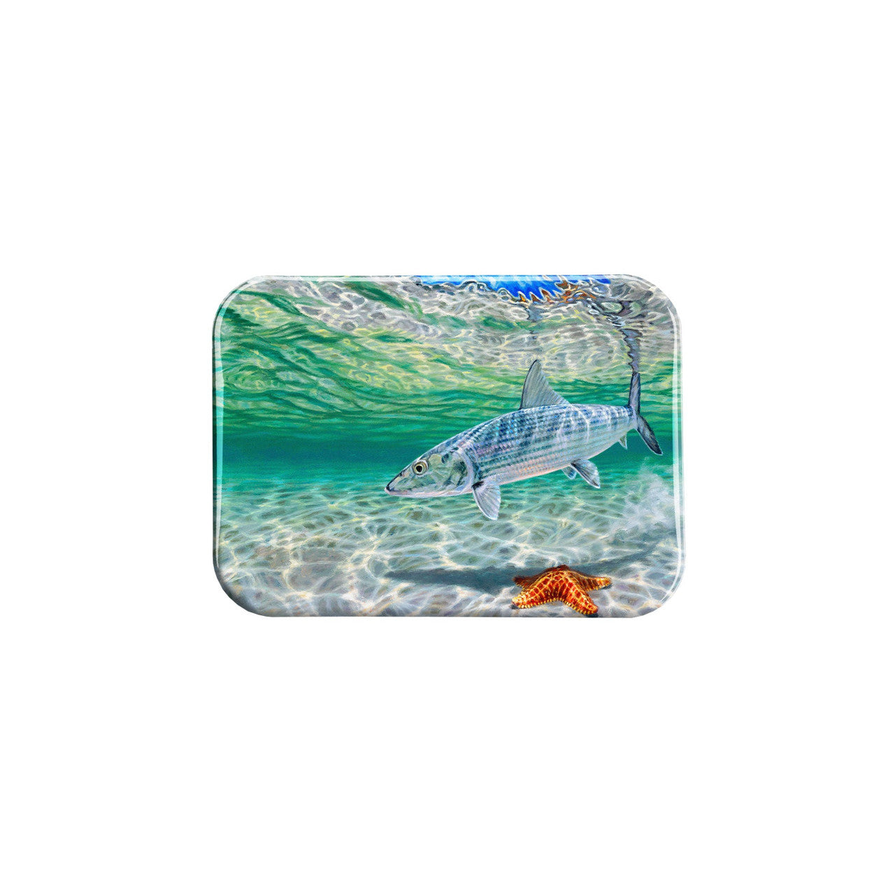 "Bonefish Reticulated Starfish" - 2.5" X 3.5" Rectangle Fridge Magnets