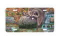 "Comeback Here" - Decorative License Plate
