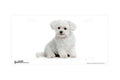 "Havanese Puppy" - Decorative License Plate