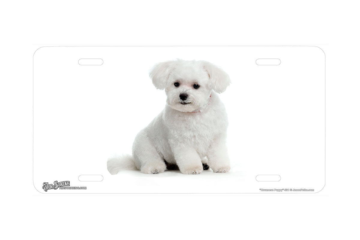 "Havanese Puppy" - Decorative License Plate