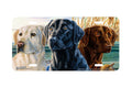 "Lab Trio" - Decorative License Plate