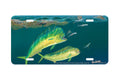 "Dolphins" - Decorative License Plate