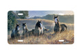 "Amazing Grays 3" - Decorative License Plate