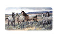 "Amazing Grays 2" - Decorative License Plate