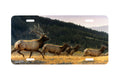 "Flyin High" - Decorative License Plate