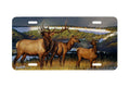 "Prelude" - Decorative License Plate