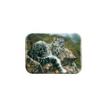 "Young Snow Leopard" - 2.5" X 3.5" Rectangle Fridge Magnets