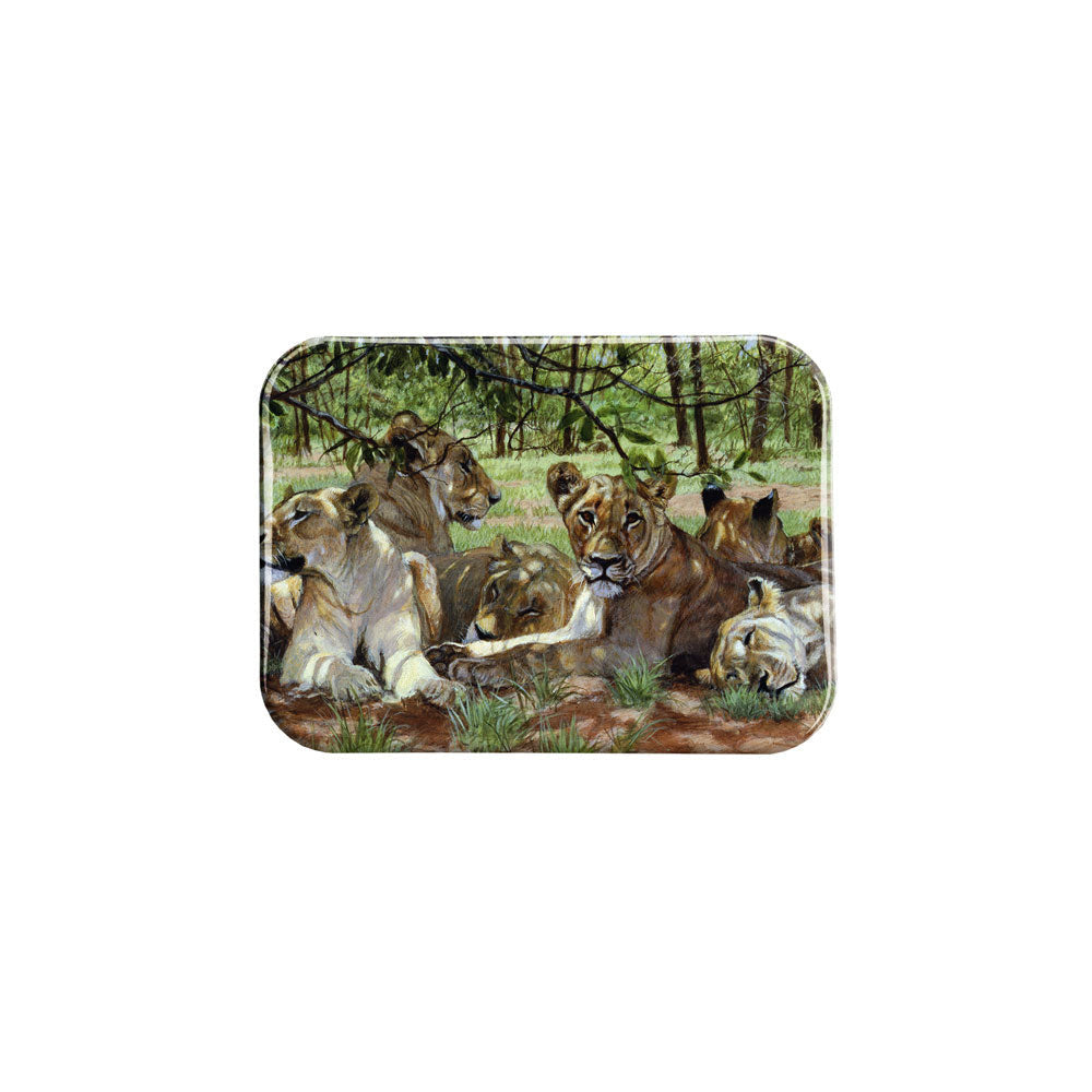 "Lion Siesta" - 2.5" X 3.5" Rectangle Fridge Magnets
