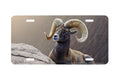 "Desert Denizen" - Decorative License Plate