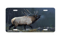 "Resonating Bugle" - Decorative License Plate