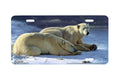 "Polar Repose" - Decorative License Plate