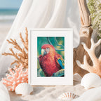 Red Macaw – Matted Art Print