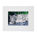Baby Blues – White Tiger Matted Art Print